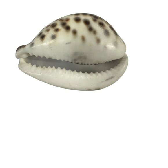 Handcrafted Morro Bay Souvenir Polished Cowrie Shell Engraved Nautical Scene - Picture 4 of 4